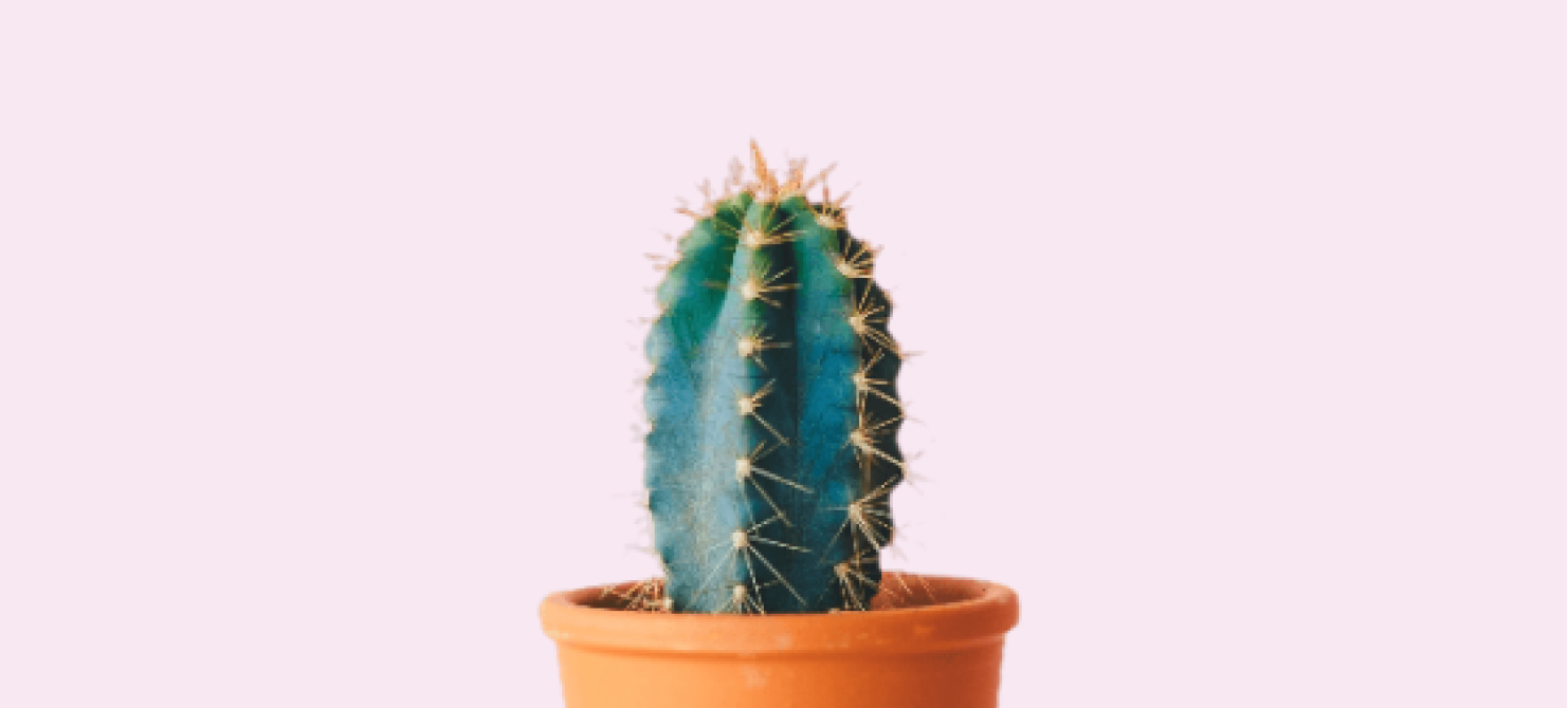 image of a cactus